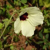 Hibiscus vitifolius L.